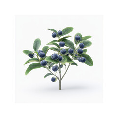 Lush Blueberry Bush with Ripe Berries on White Background