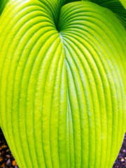 Large hosta leaf closeup