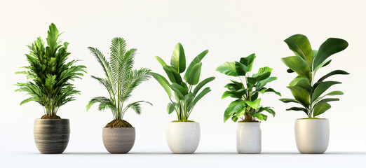 Obraz premium Green Leaf Houseplants in Pots Isolated on White