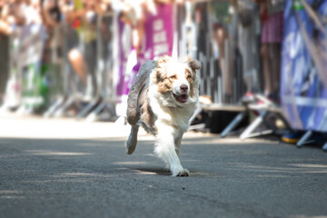 Dog agility competition.