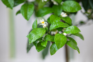 Dense Green Foliage Natural Background