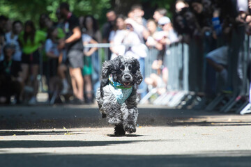 Dog agility competition.