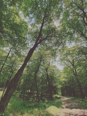 Sentier forestier verdoyant. Sentier de randonnée en forêt en été. Paysage avec arbres et pelouse.