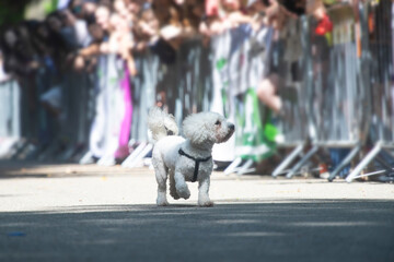 Dog agility competition.