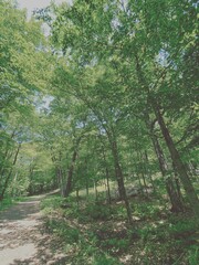 Sentier forestier verdoyant. Sentier de randonnée en forêt en été. Paysage avec arbres et...