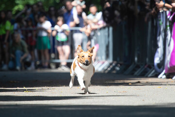 Dog agility competition.