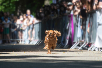Dog agility competition.