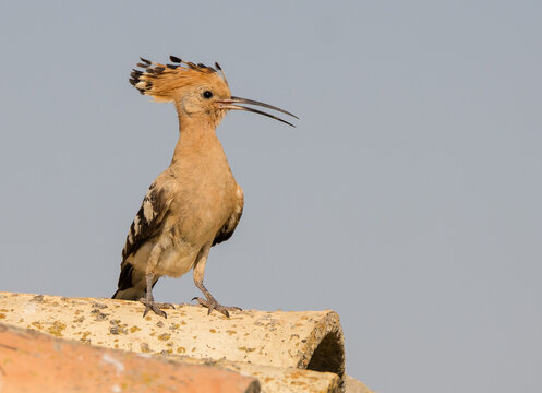 Hoopoe on pantile roof