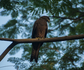 Black kite bird illustration, beautiful bird high resolution background, hd bird stock photo 
