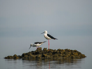 Black winged stilt bird illustration, beautiful bird high resolution background, hd bird stock...