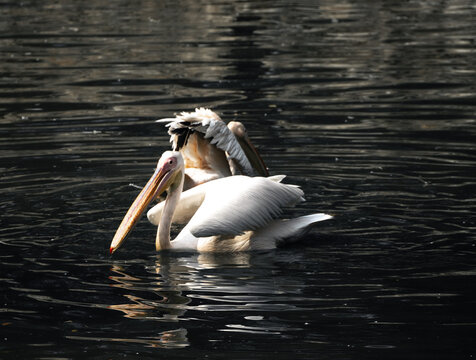 Two Great white pelicans (Pelecanus onocrotalus) swimming in a lake