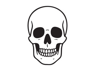 Fototapeta premium Black line drawing of a human skull isolated on white background, graphic illustration. concept of anatomy, bone structure, halloween, science, icon, design element, outline