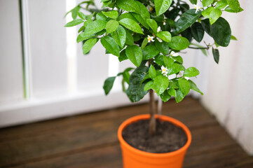 Small Plant Orange Terracotta Container