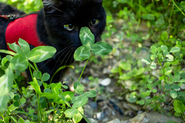 Black cat wearing red harness is exploring a lush green garden, curiously sniffing clover plant, showcasing the beauty of nature and feline curiosity