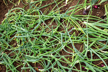 Fresh green onions lying on rich dark soil in a farm field, showcasing vibrant colors and natural textures, highlighting agricultural practices and harvest techniques