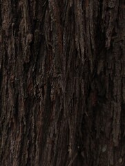 The bark's surface texture is revealed in this photo, showcasing a rough, dark brown hue with distinct grooves and cracks that hint at its natural aging.