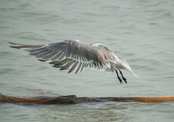 Greater crested tern bird illustration, beautiful bird high resolution background, hd bird stock photo 
