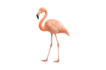 Elegant pink flamingo standing on transparent background, featuring long slender legs and vibrant plumage. Perfect for graphic design, travel promotions, nature, trendy lifestyl, clipping path