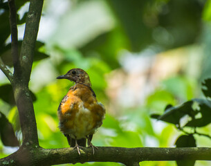 Indian pitta bird illustration, beautiful bird high resolution background, hd bird stock photo 
