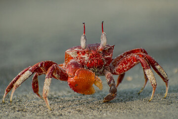 Crab illustration, beautiful high resolution background, hd stock photo  
