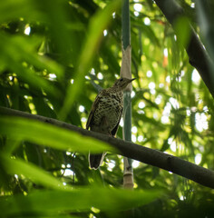 Scaly Thrush bird illustration, beautiful bird high resolution background, hd bird stock photo 
