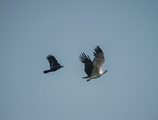 White bellied sea eagle bird illustration, beautiful bird high resolution background, hd bird stock photo 
