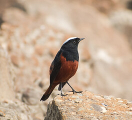 White capped redstart bird illustration, beautiful bird high resolution background, hd bird stock...