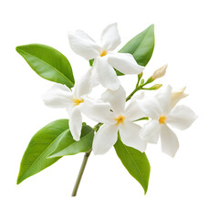 Fototapeta premium White flowers green leaves nature beauty botanical blossoms