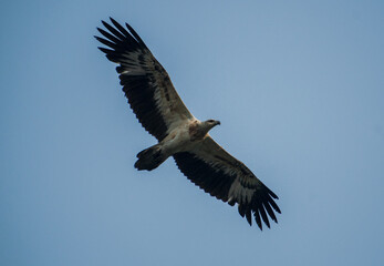 White bellied sea eagle bird illustration, beautiful bird high resolution background, hd bird stock photo 
