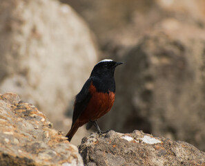 White capped redstart bird illustration, beautiful bird high resolution background, hd bird stock photo 
