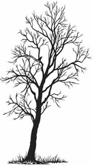 Obraz premium Naked Tree silhouette on white backgrounds. Hand drawn isolated illustrations