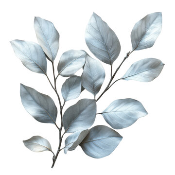 Silver spurflower leaves isolated on transparent background.