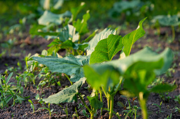 Cucumber seedlings grow abundantly in a garden bed under warm early spring sunlight, showcasing their vibrant green leaves