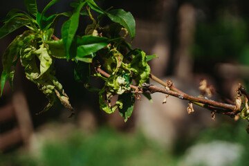 The peach tree is sick.