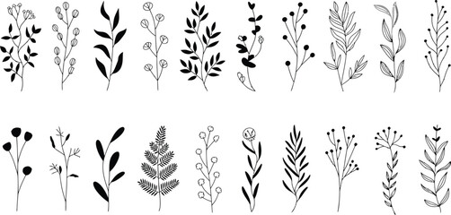 Botanical illustration of various plants and leaves in black and white on a light background