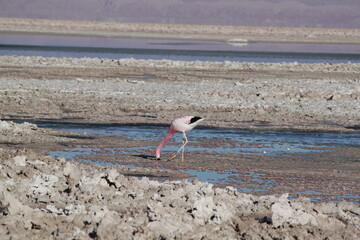 flamingos in the wild