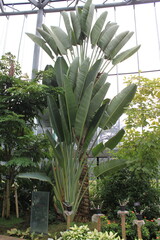 Obraz premium Flowers and plants