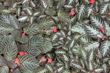 Obraz premium Flowers and plants