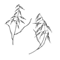 Monochrome vector illustration of wild oat painted by black inks. Meadow or field avena fatua branches etching drawing for agricultural design, botanical guide, eco friendly packaging, greeting card