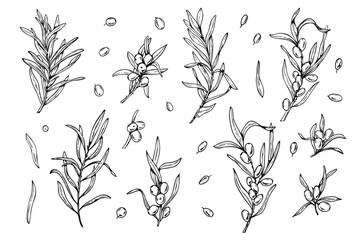 Monochrome sea buckthorn branches with berries and leaves hand drawn vector set painted by black inks. Wild berry realistic graphic sketch for organic product labels, herbal medicine packaging