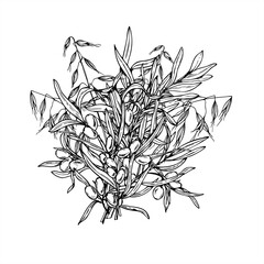 Monochrome vector bouquet of sea buckthorn and wild oat branches. Juicy autumn berries with leaves painted by black inks. For beauty branding, organic cosmetic packaging, herbal skincare design