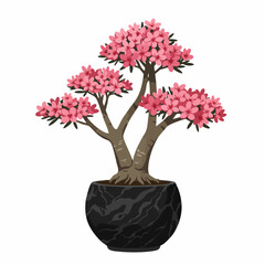 Blooming Pink Adenium Bonsai in Elegant Black Pot
