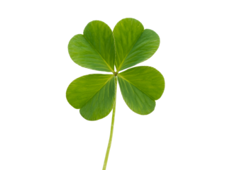 Vibrant Green Four Leaf Clover Isolated on Black Background Perfect for St Patricks Day Designs and Good Luck Symbols