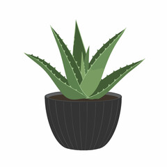 Detailed Illustration of Aloe Vera Plant in a Black Decorative Pot