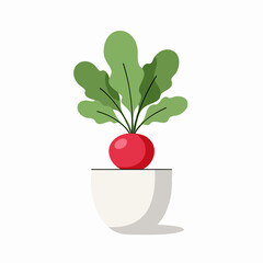 Vibrant Red Radish in Minimalist White Pot