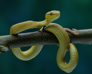 This yellow snake is likely a Golden Pit Viper (Trimeresurus insularis), a venomous species native...