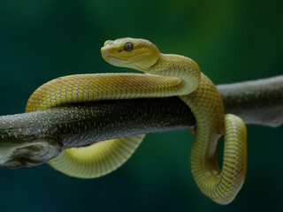 This yellow snake is likely a Golden Pit Viper (Trimeresurus insularis), a venomous species native to Indonesia. It's often found in trees, 18 juny 2025 Indonesia