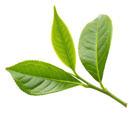 Obraz premium Fresh green tea leaves close up for tea production and herbal medicine isolated on black background