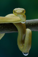 This yellow snake is likely a Golden Pit Viper (Trimeresurus insularis), a venomous species native to Indonesia. It's often found in trees, 18 juny 2025 Indonesia