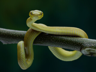 This yellow snake is likely a Golden Pit Viper (Trimeresurus insularis), a venomous species native to Indonesia. It's often found in trees, 18 juny 2025 Indonesia